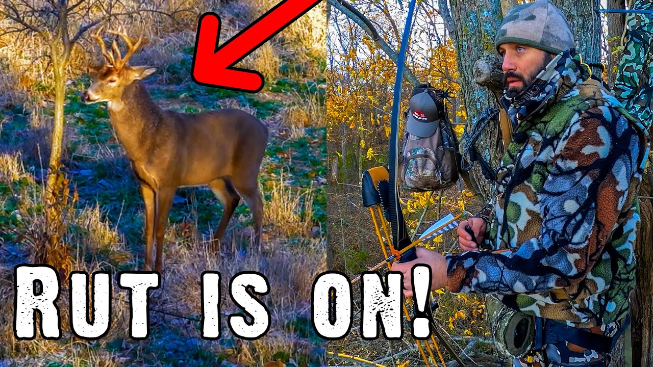 Wild Rut Action at Five Yards