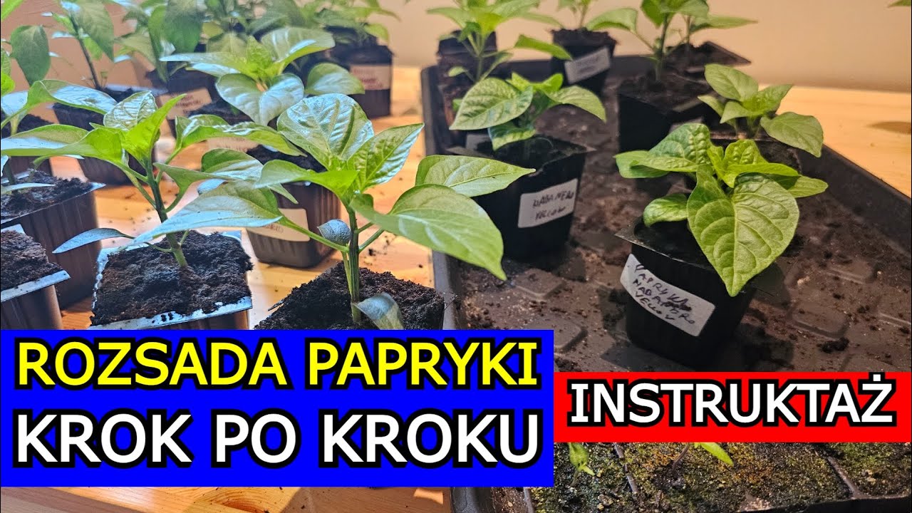 Jak zrobić Rozsadę Papryki Krok po Kroku - Siew, Pikowanie, Cięcie, Hartowanie, Uprawa Słodka Ostra.