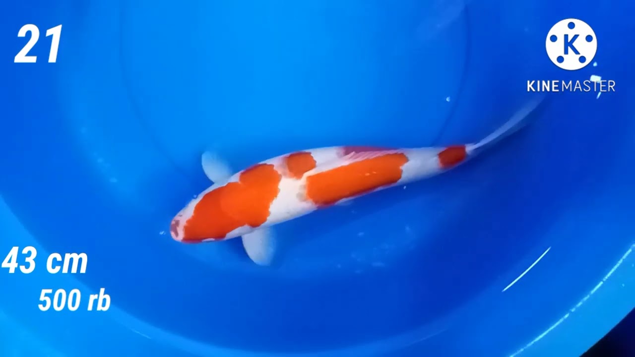 jumbo2 bos koi datang lagi