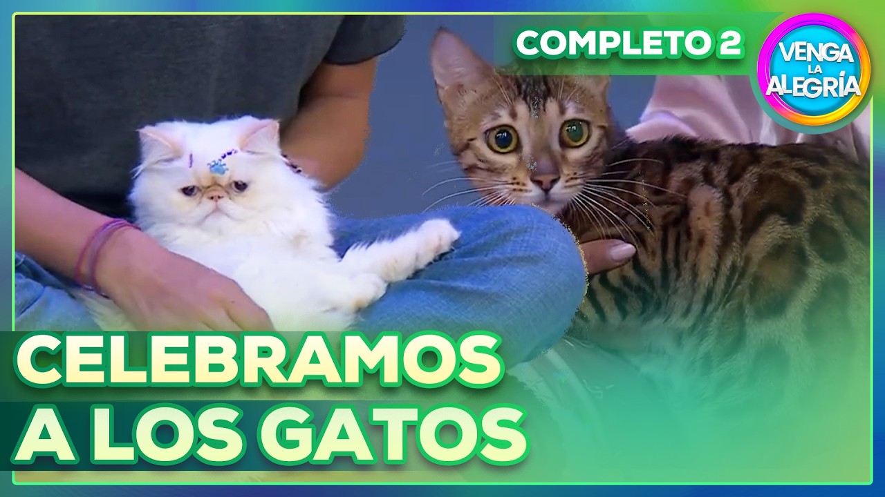 ¡Nos acompañaron gatitos de todos las razas en su día especial! 🐱😻✨ | Venga La Alegría