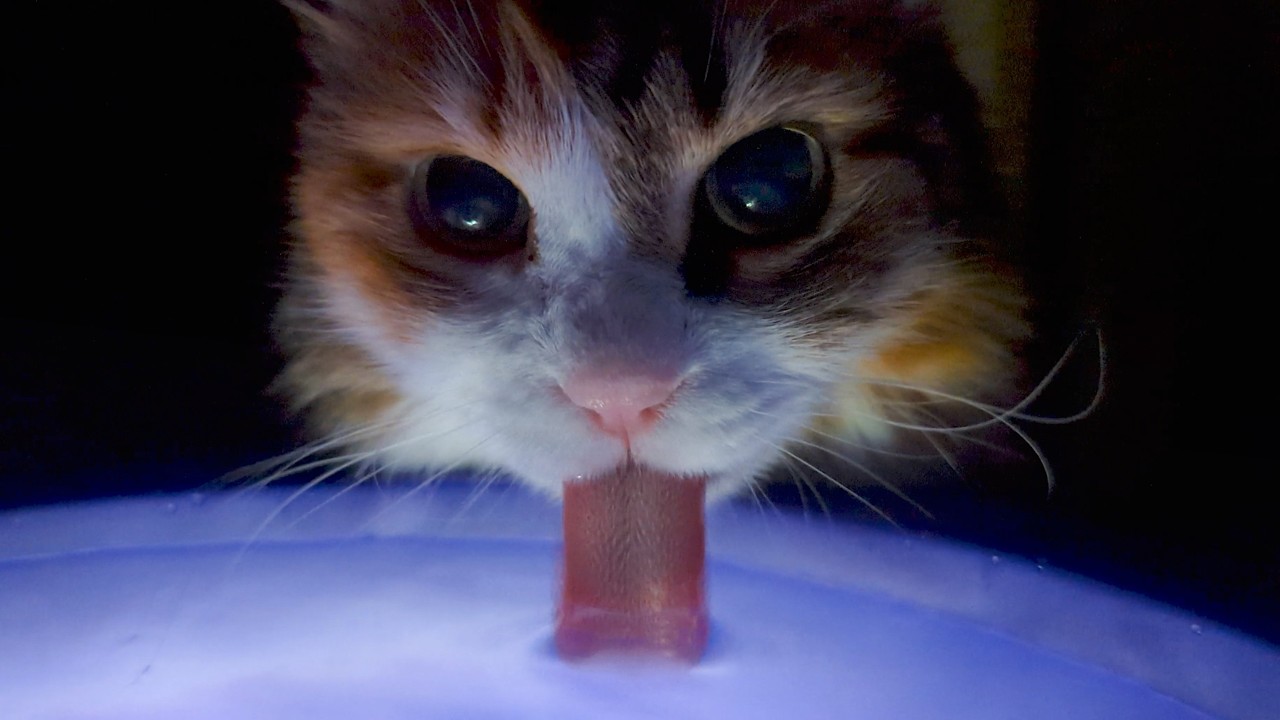 Cat drinking dark matter loudly