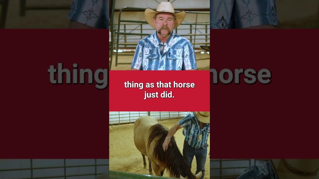 What is Equine Therapy?