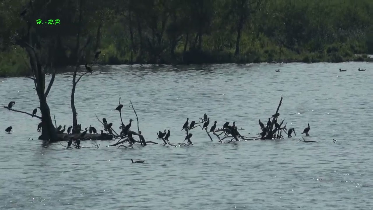 Moorochse+Karower Meiler am Plauer See