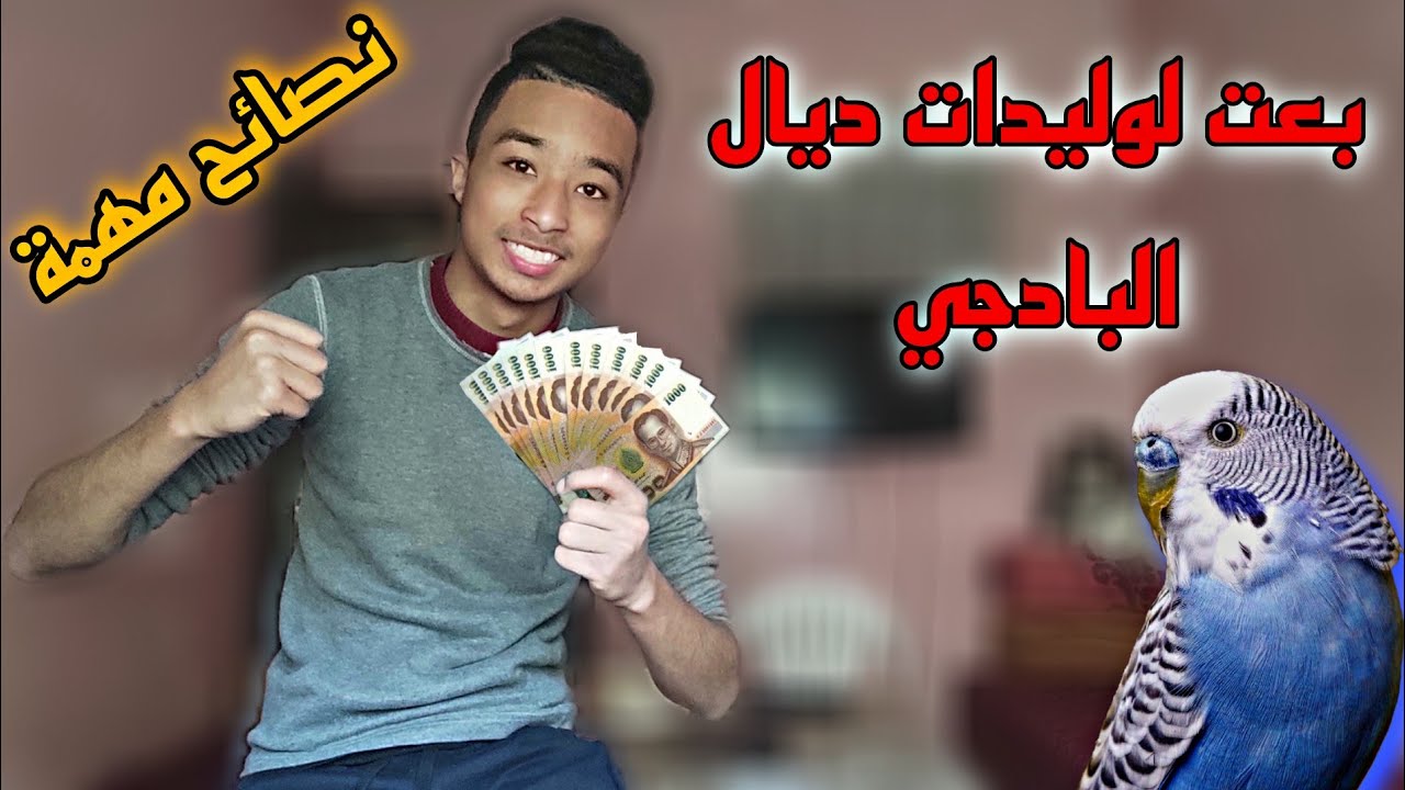 بعت لوليدات ديال البيروش 🐦💵 و نصائح مهمة في التجارة في الطيور  ♥️😌