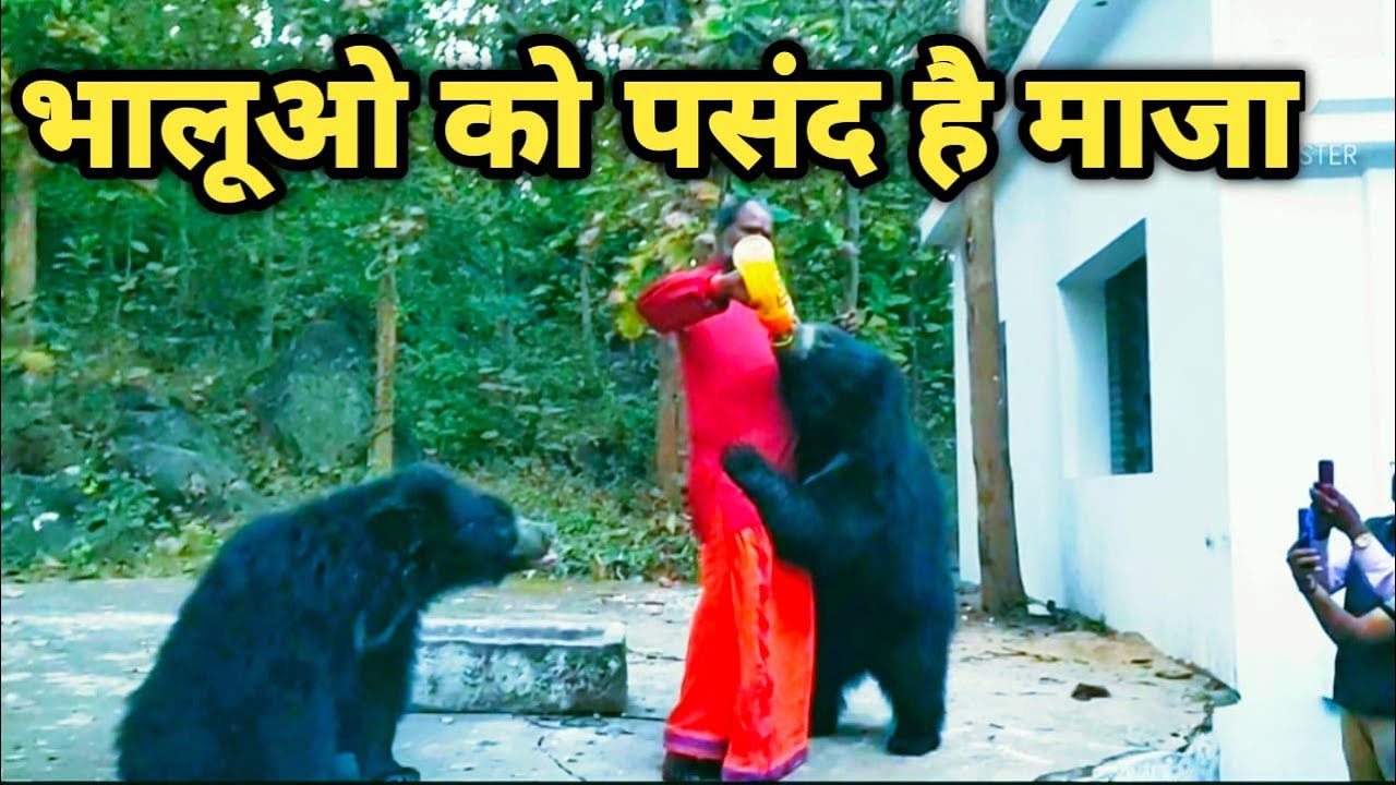 MUNGAI MATA BEARS || मुंगई माता भालु || dk147