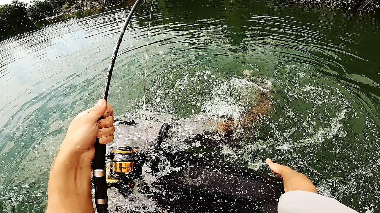 Дуэль с сильным сомом!