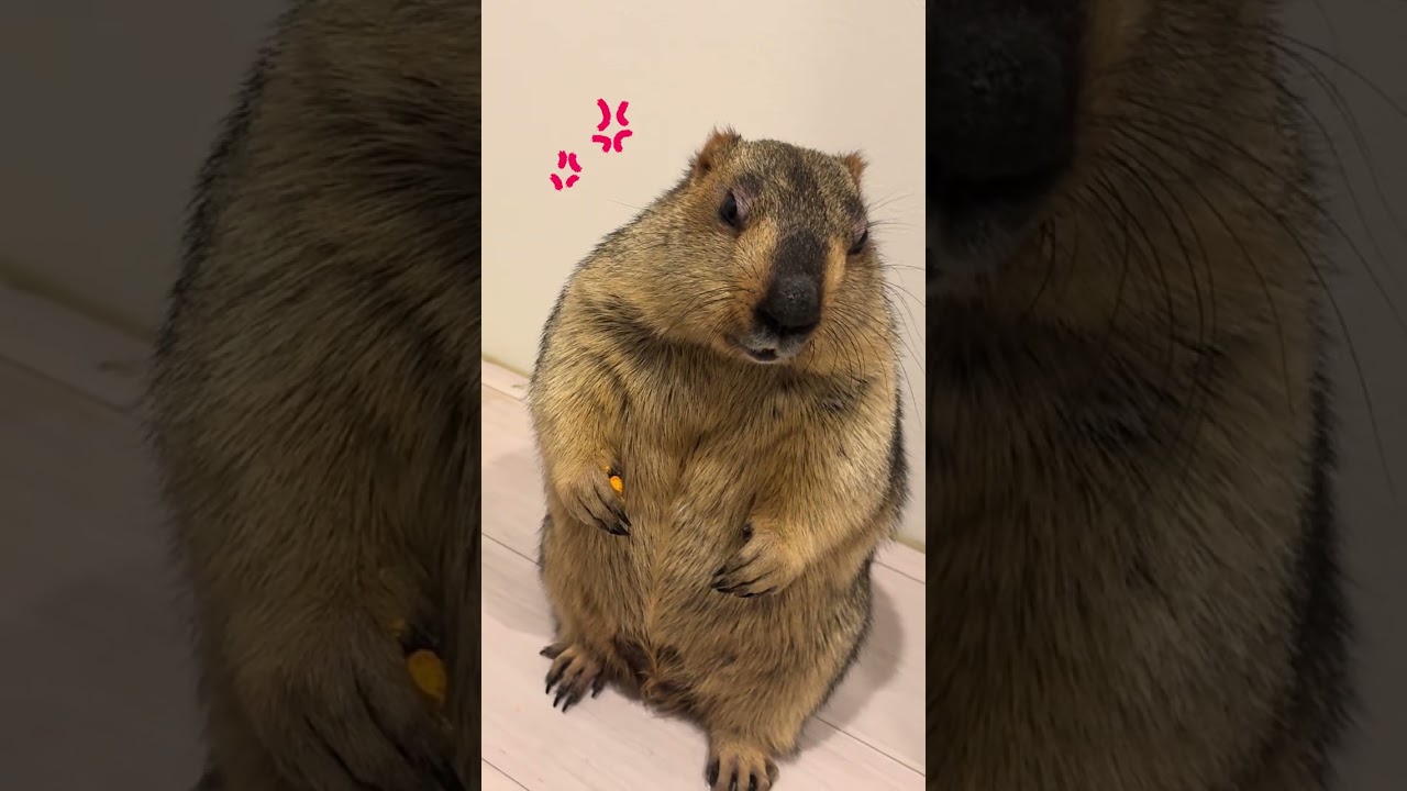 Angry Mamochi 