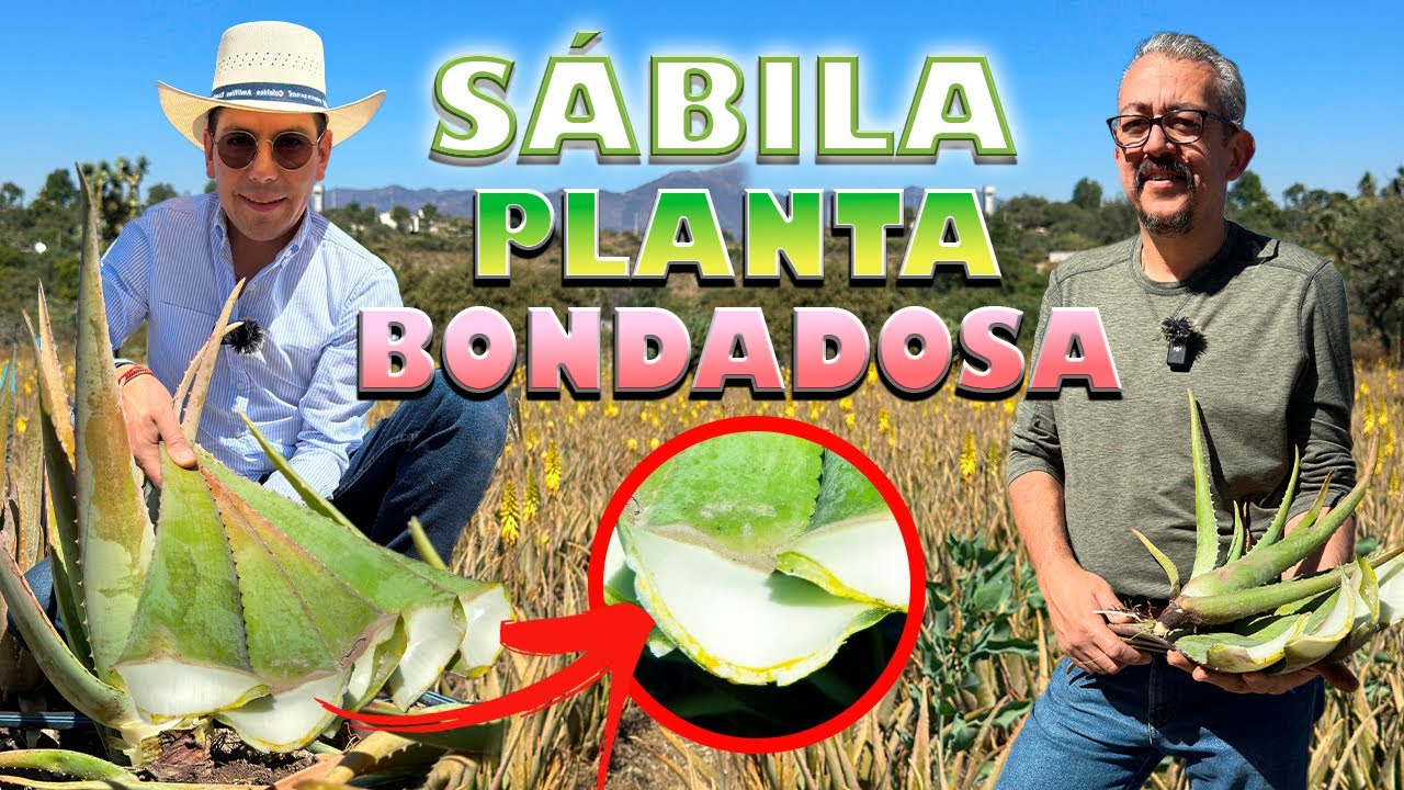 CULTIVO DEL FUTURO RANCHO DE SÁBILA CON BORREGOS combinación para fertilizar una planta poderosa