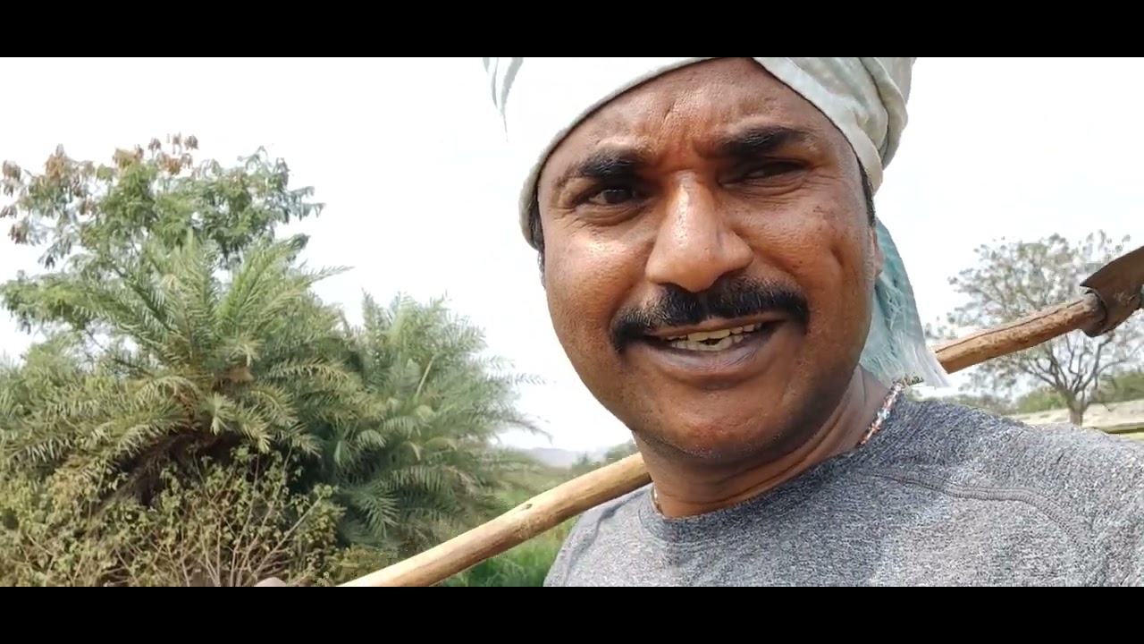మన కుటుంబం ఖర్జూర మొక్కలు ఈత మొక్కలు పెంచడం ఎలా