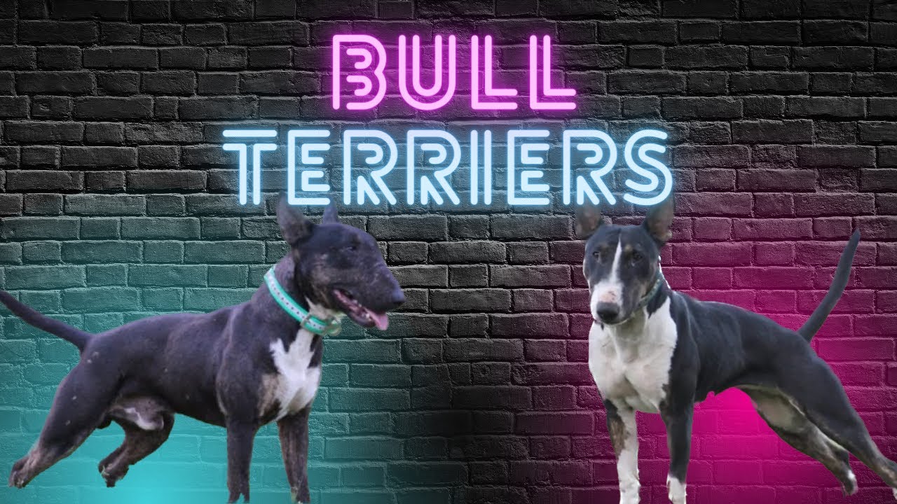 Профиль заводчика 004: Дэн из Black Dawg Bull Terriers