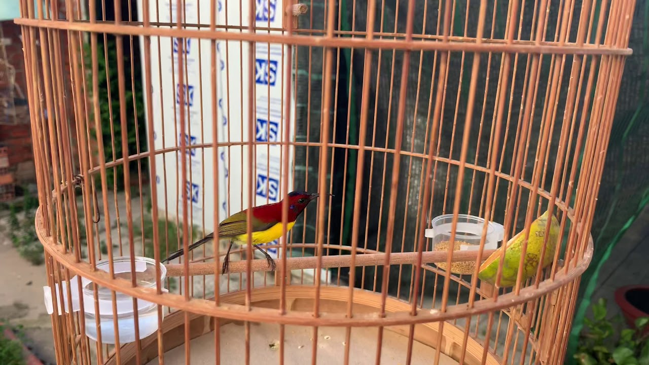 Hút mật Đà Lạt 3