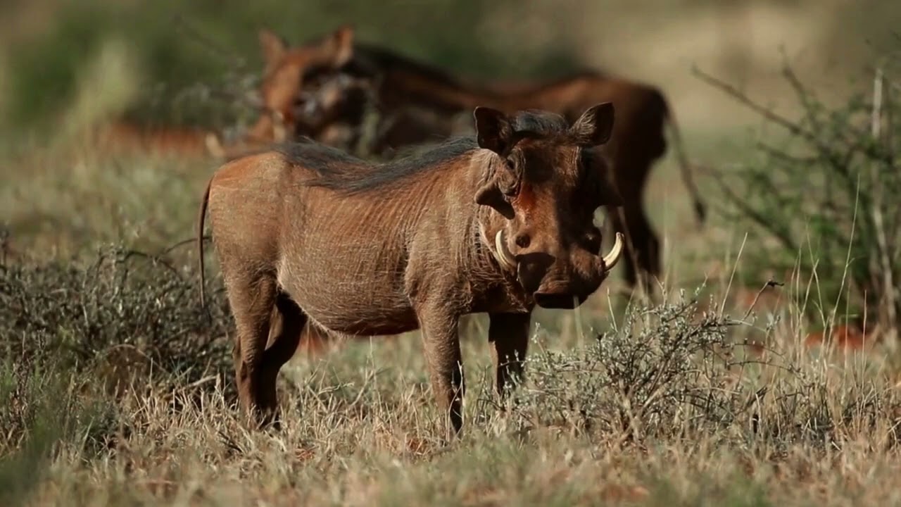 Thornwood Luxury Bush Lodge