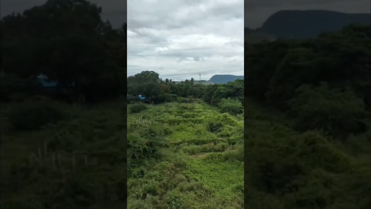 #Greenary🌱🌿
