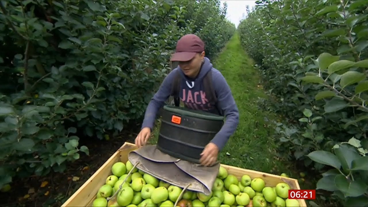 Apple harvest great this year but fewer pickers (UK) - BBC News - 10th October 2021