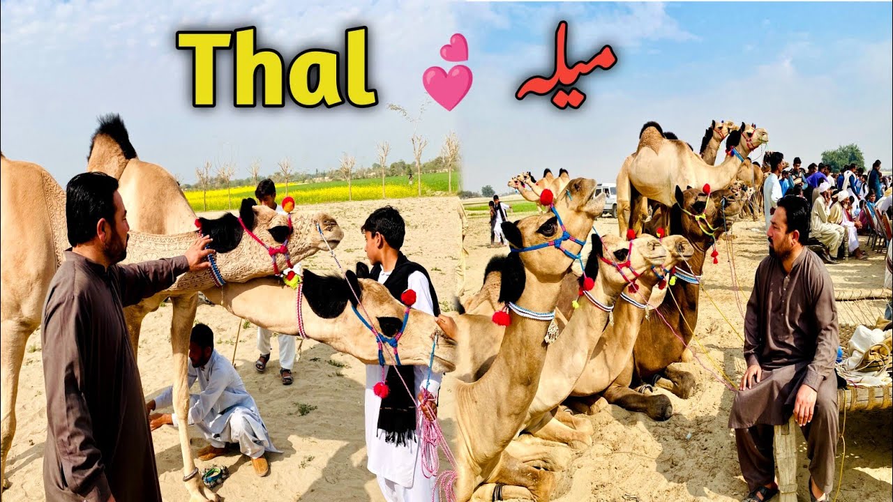Thal mela camel Dance ♥️ Ak Rabbit ki death hogai💔