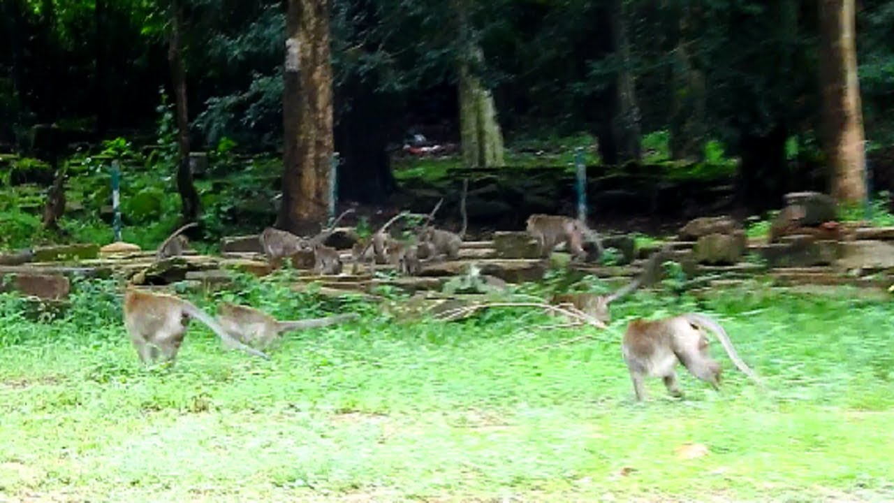 So Terrifying! Amber Monkeys Troop attacking Amari monkeys group, Why They attacking like this!