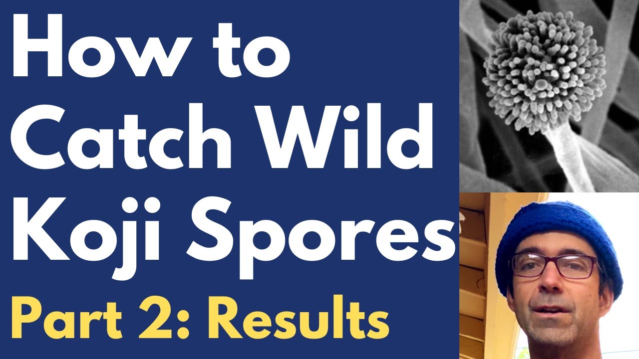 Making Koji from Wild Caught spores! (Part 2)