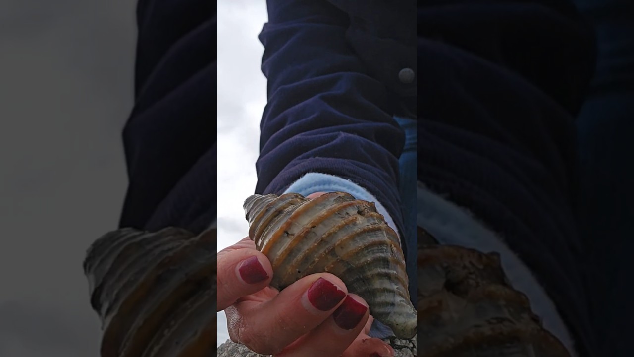 Epic Shell Score! NEW ENGLAND NEPTUNE! #beachcombing #beachfinds #beachcombing #beachtreasures