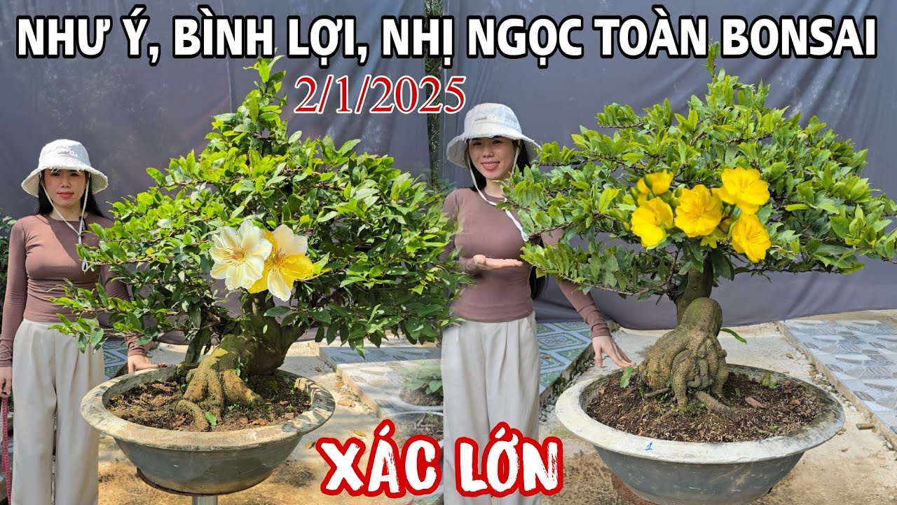 [2/1/2026] 3 Cây Giảo Như Ý, Nhị Ngọc Toàn, Bình Lợi Bonsai Đại Xác Lớn ☎️0907411602 (Quý Gồm)