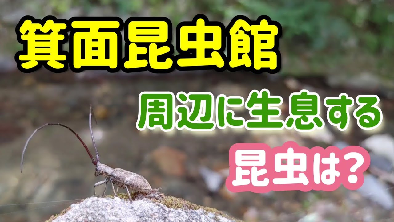 箕面昆虫館周辺で昆虫を探してみた。　（昆虫採集　カブトムシ採集　クワガタ採集）