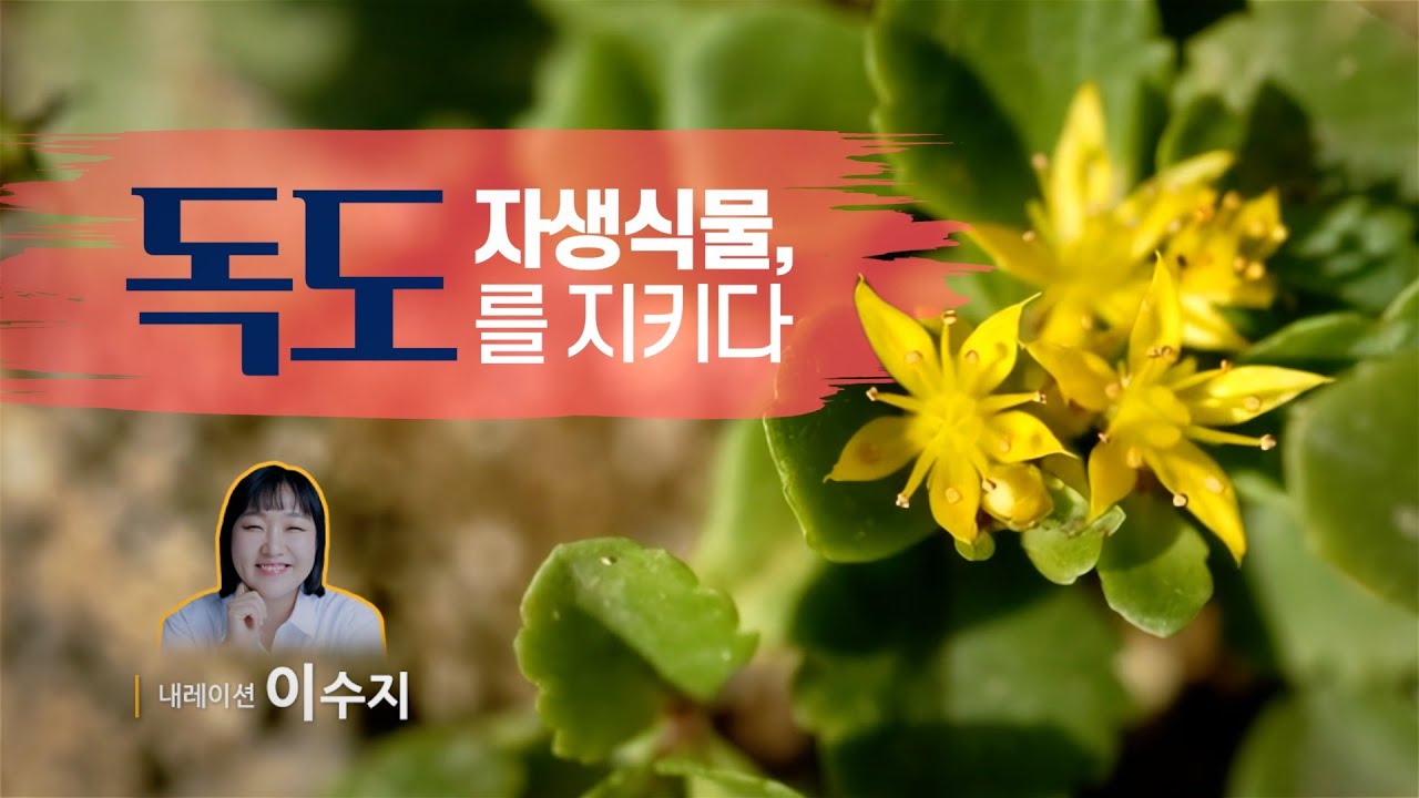 독도 자생 식물, 독도를 지키다