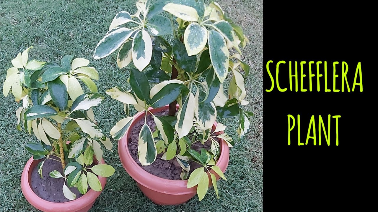 How to Grow  and take care of schefflera plant or Umbrella plant | Umbrella plant care| bonsai plant