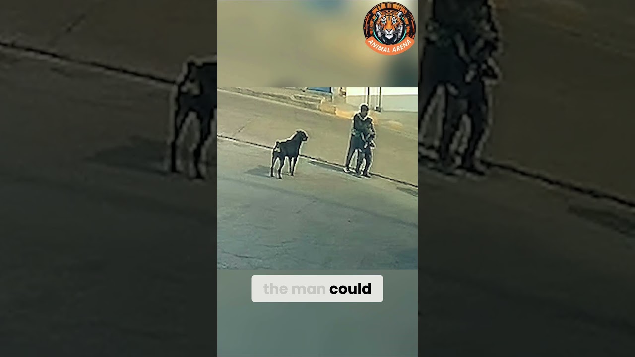 Шокирующий момент! Ротвейлеры встают на защиту ребёнка! 🐕⚡