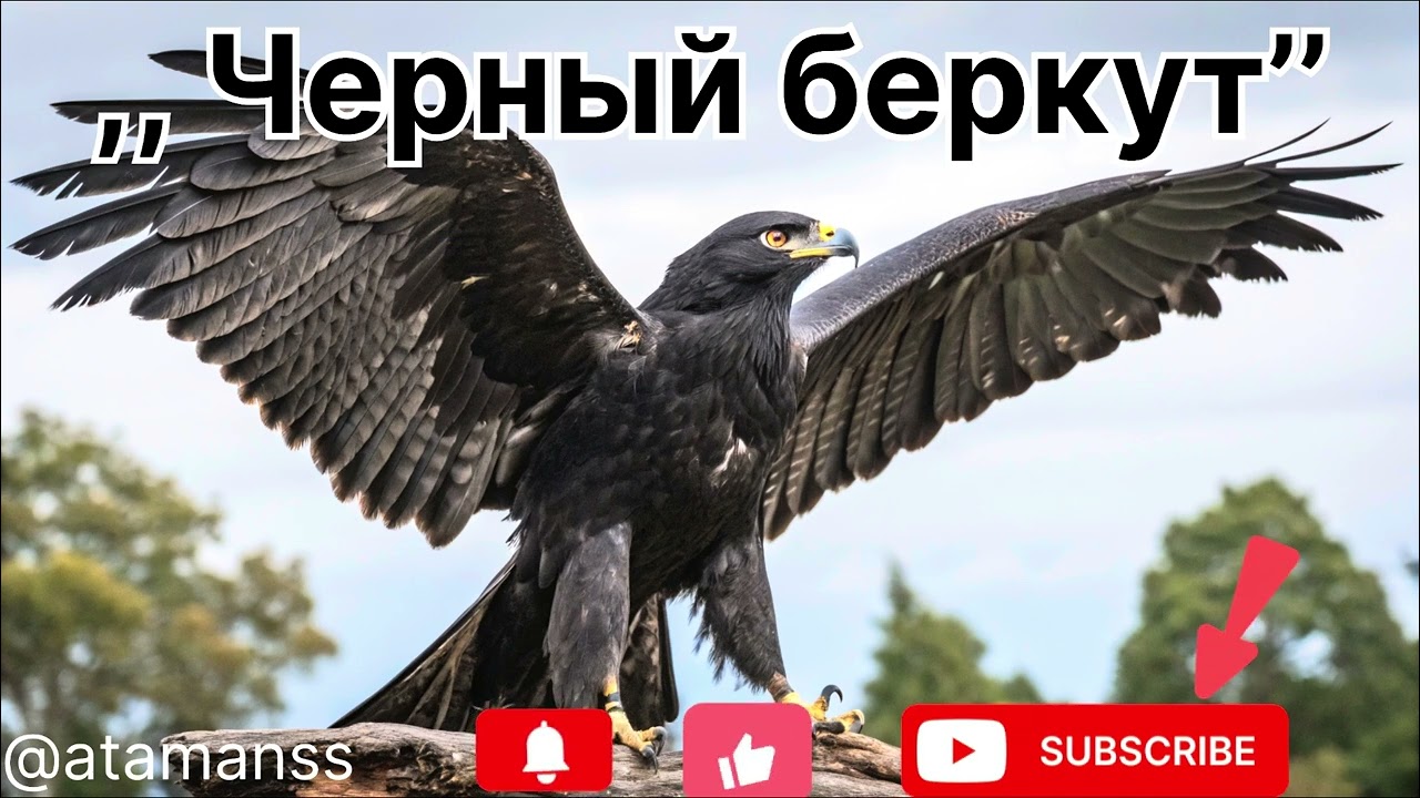Песня ,, Черный беркут’’