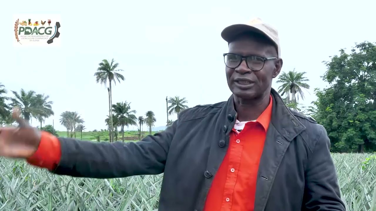 FILIERE ANANAS, CHANGER VIE GRÂCE AUX REJETS
