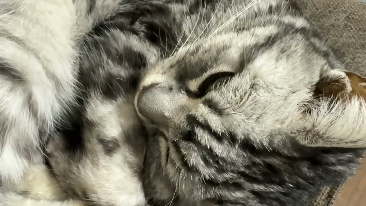 【疲れた時用ASMR】猫のゴロゴロ音を聞いてリラックスする動画 1時間22分