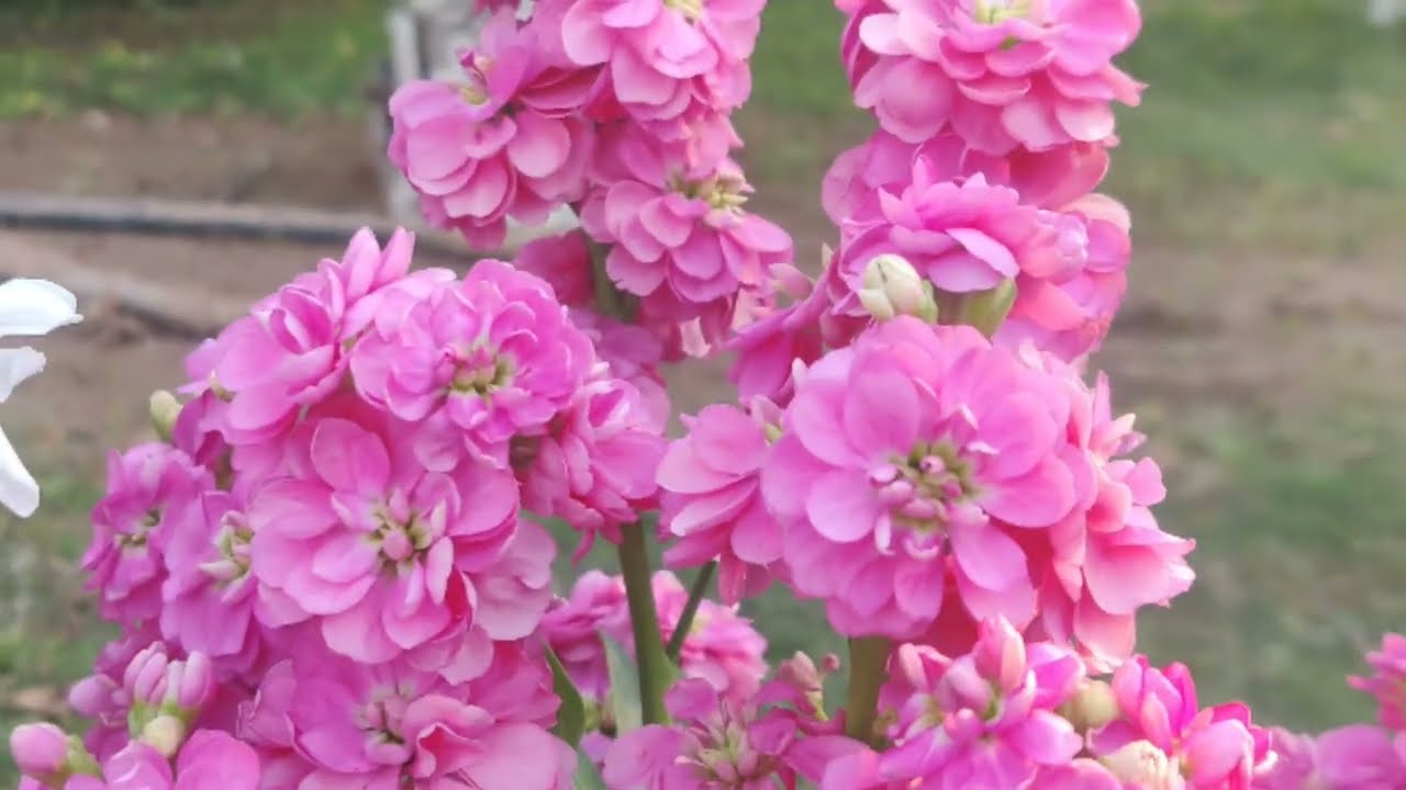 Colourful Horay Stock Flowers | Stock Flowers