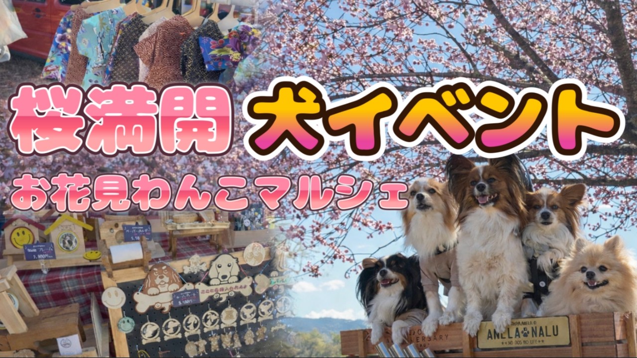 【犬イベント】皆さんはお花見した？伊豆の国市「お花見わんこマルシェ」が最高に映えてた件！