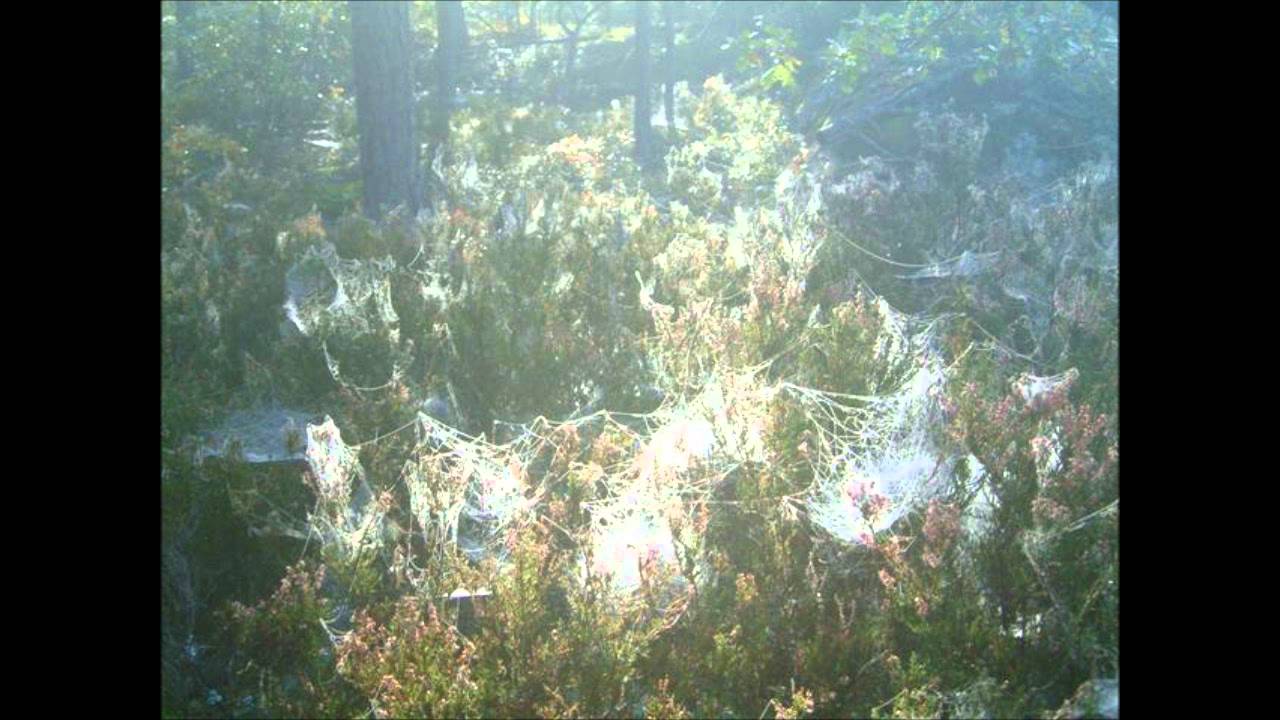 Mark McGuire - Clear The Cobwebs HQ