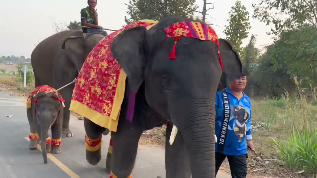 สองพี่น้อง  ￼ จันทร์เจ้ากับพี่ดาว￼ แต่งตัว ตรุษจีน ￼  ￼ งานนี้วุ่น￼ วาย