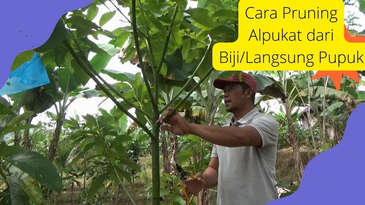 Cara Pemangkasan/Pruning Alpukat dari Biji