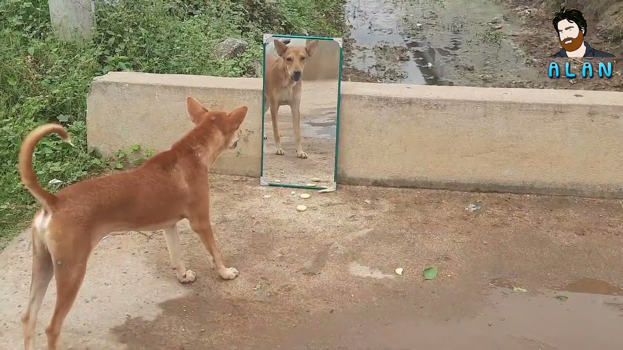 Dog vs Mirror | 🤣🤣 Dog prank | Alan