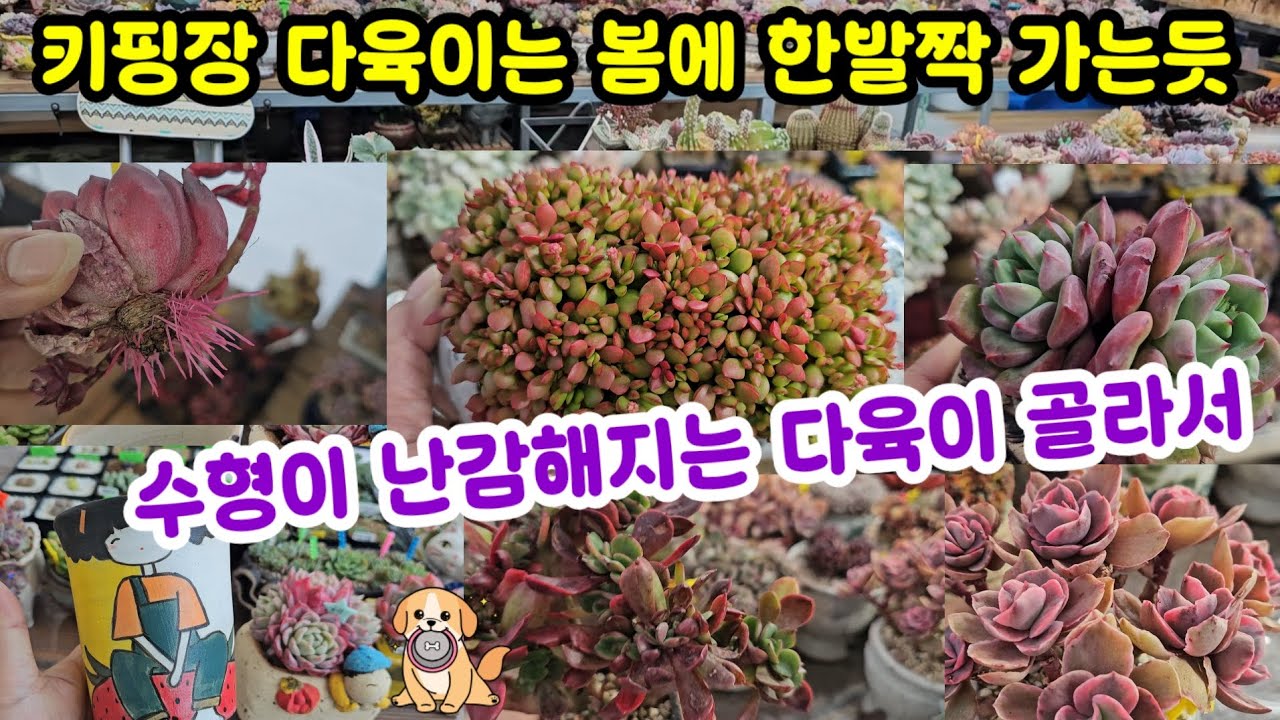다육이 키우기 시간이 지나면 수형이 난감해지는 다육이 🌸정리 청소 한바탕 힘들어도 잼나요 😆