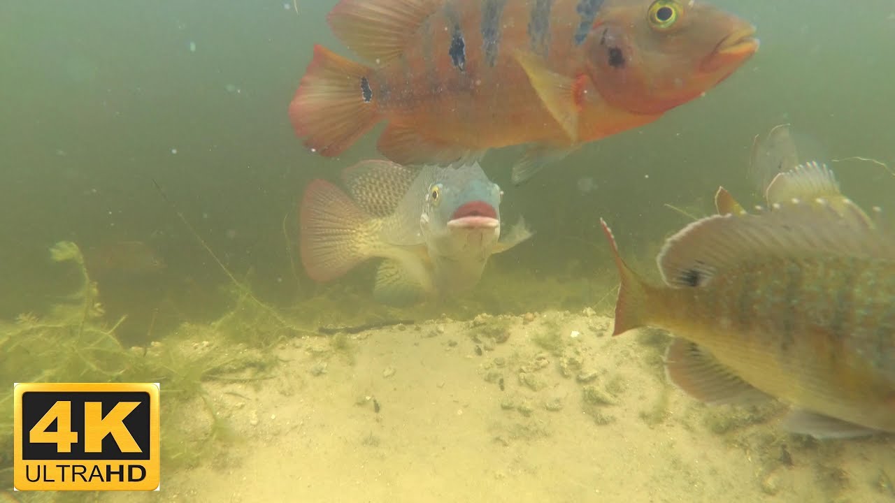 Feeding the fish with Yi 4k action camera