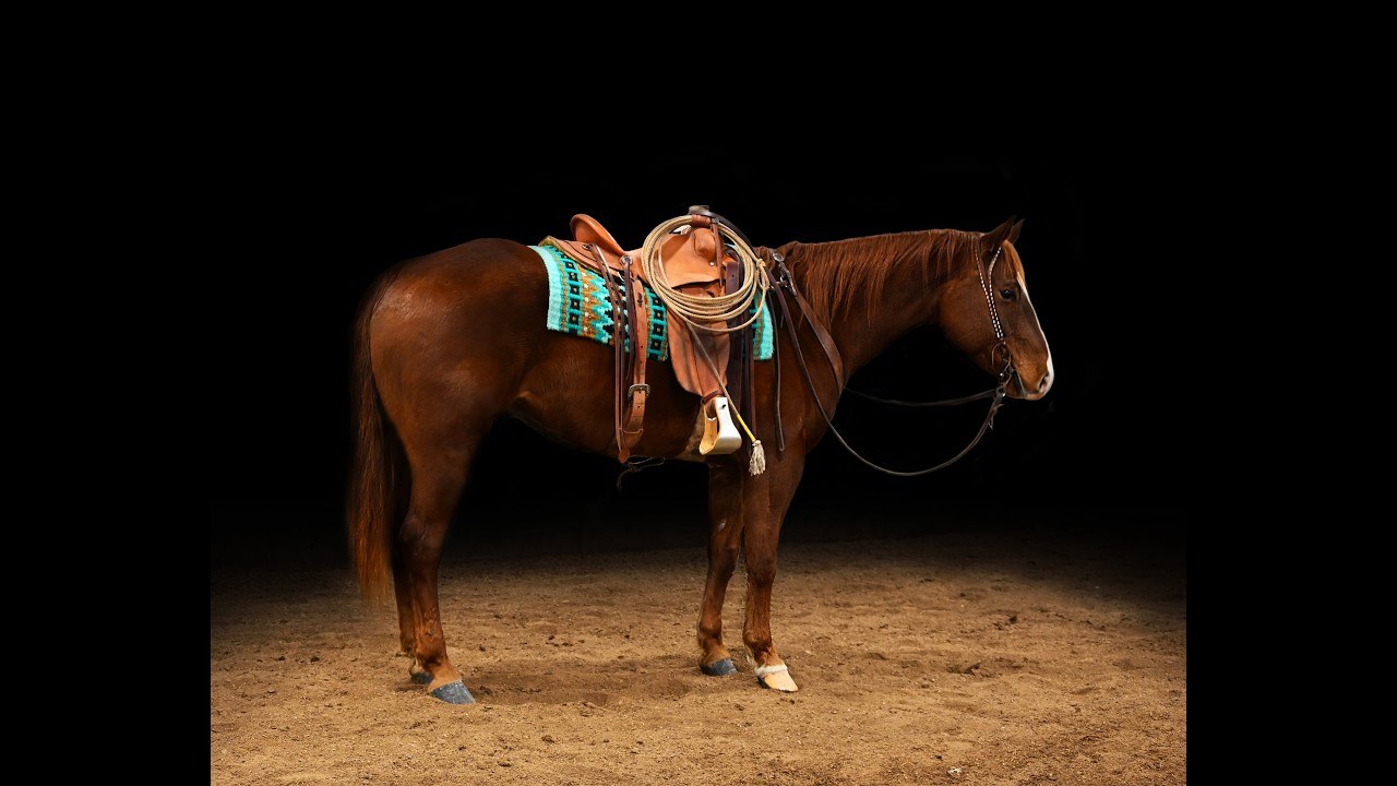 Nick ~ 2020 AQHA Sorrel Gelding | Ranch | Trails | Arena