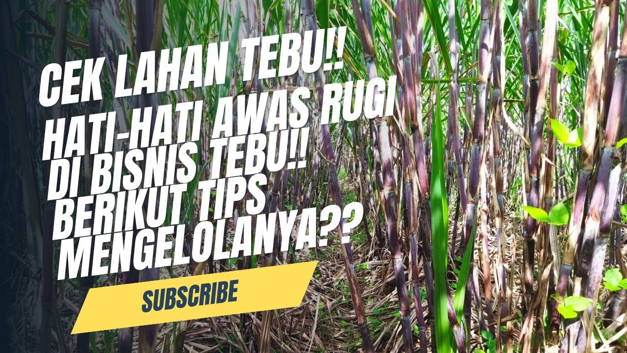 DARI LAHAN KE KEUANGAN ❗❗TIPS SUKSES PERTANIAN TEBU! 