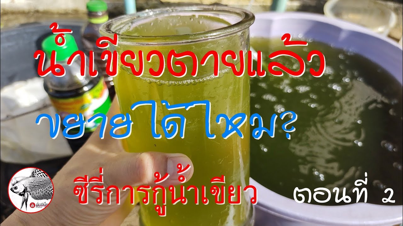 กู้น้ำเขียวคลอเรลลา ตอน 2 ขยายหัวเชื้อจากน้ำเขียวที่ตายแล้ว @PlakadThai recover chlorella
