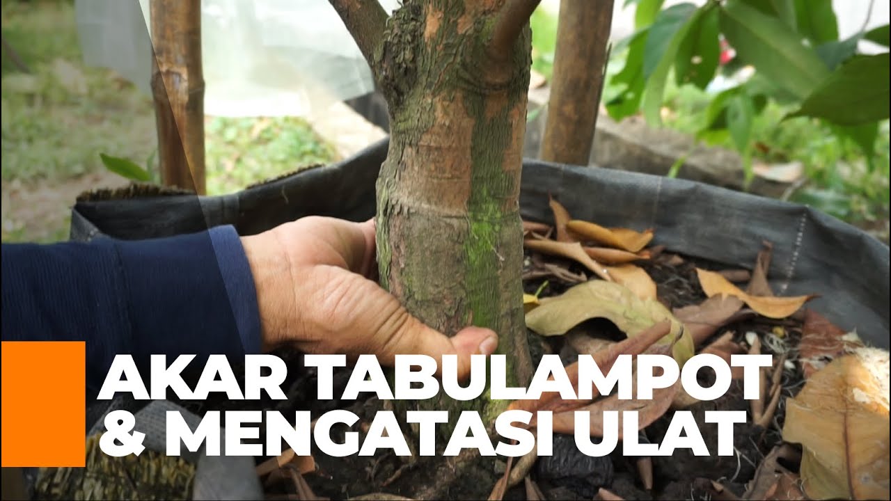 Cara Budidaya Jambu Madu Deli | Tanya dan Jawab Lengkap  Dari Viewers  | Video Seri 07