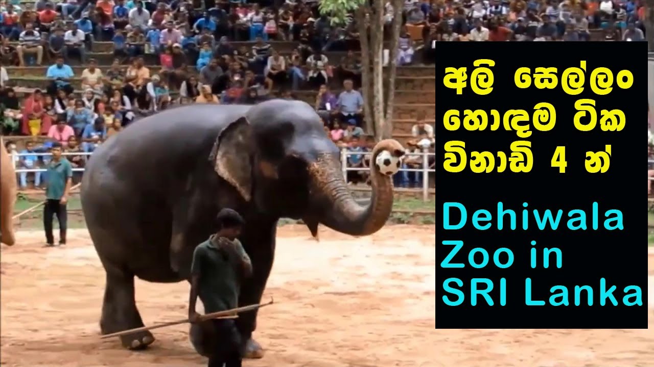 අලි සෙල්ලම් හොඳම ටික විනාඩි 4 න්  Dehiwala Zoo in Sir Lanka #zoo #zooinsrilanka #dehiwalazoo