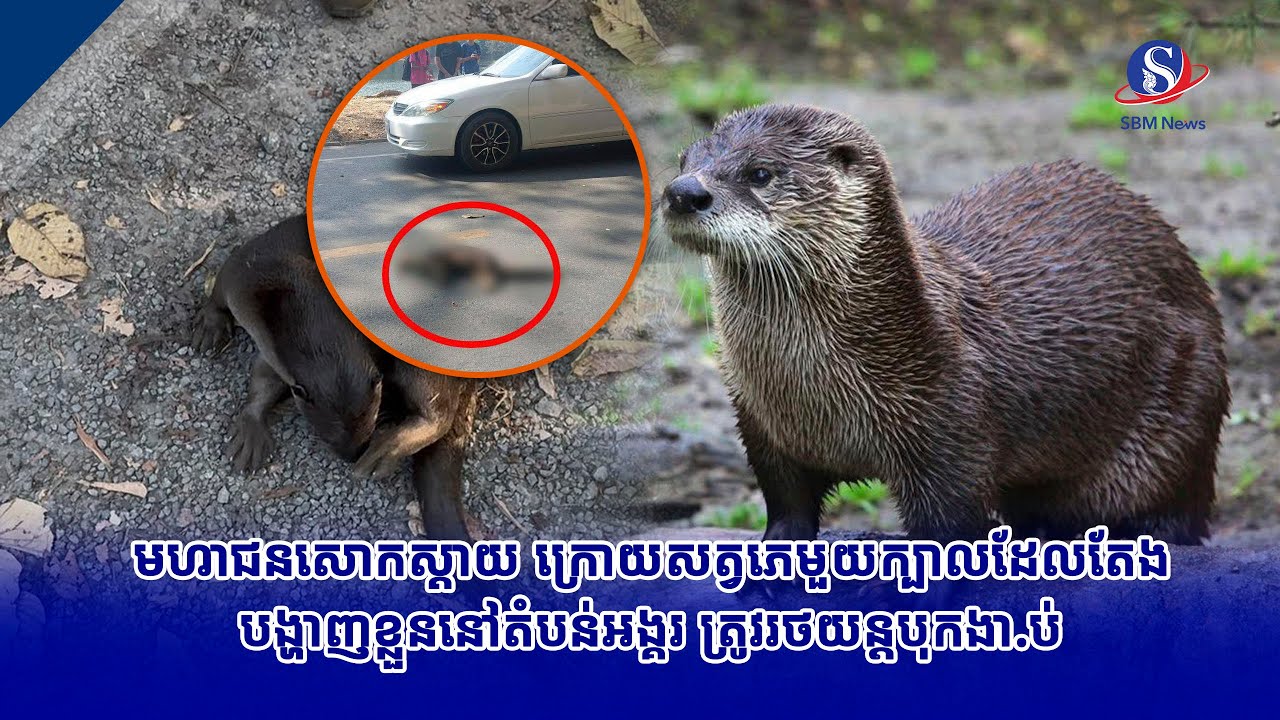 មហាជនសោកស្ដាយ ក្រោយសត្វភេមួយក្បាលដែលតែងបង្ហាញខ្លួននៅតំបន់អង្គរ ត្រូវរថយន្តបុកងា.ប់