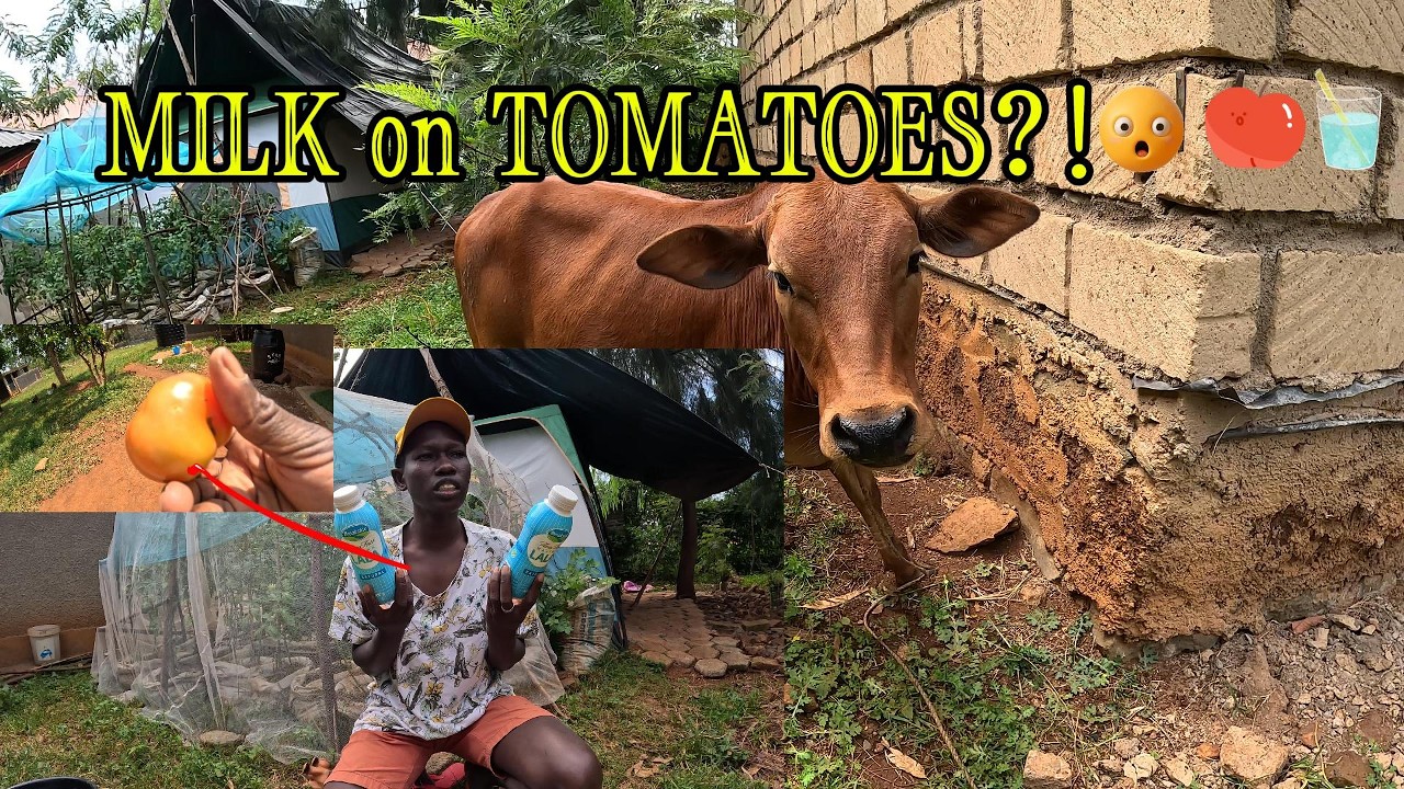 «Я попробовала полить помидоры прокисшим молоком | Эксперимент на огороде без подключения к элект...