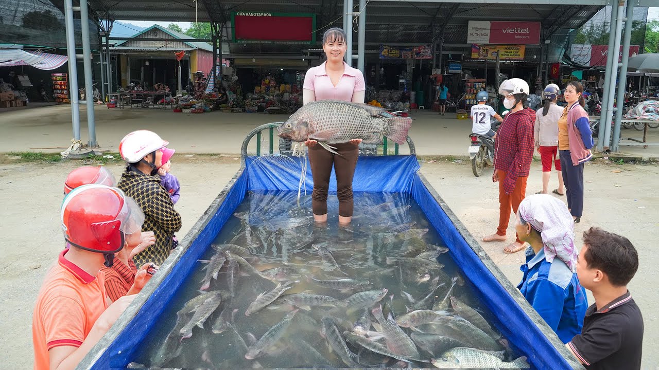 Drag Net To Harvest A Lot Of Fish - Use 3-wheeled Truck To Transport Many Fish Go To Market Sell