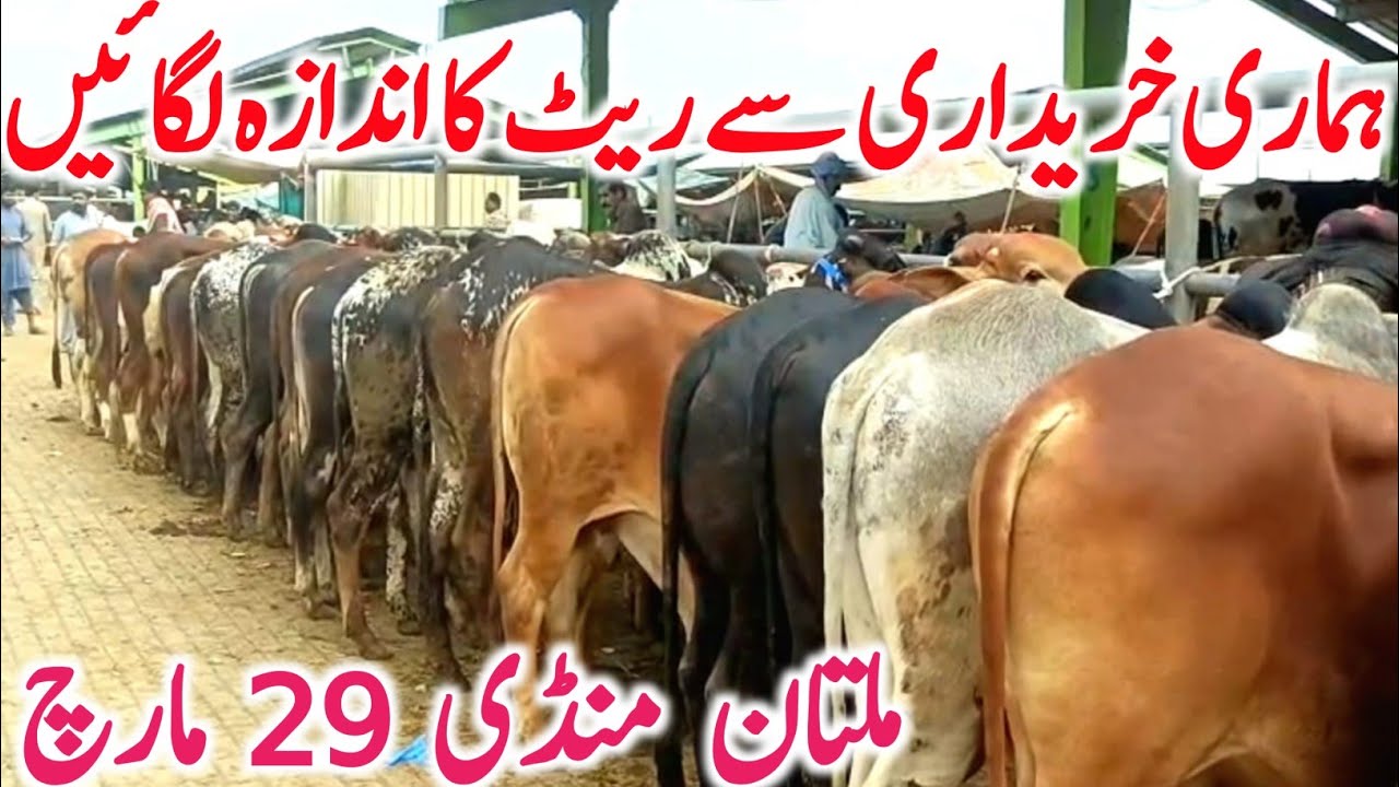 Today Fresh Multan Cow Mandi | Brahmn Cholistani Sahiwal Bachre || Global Village Farming 