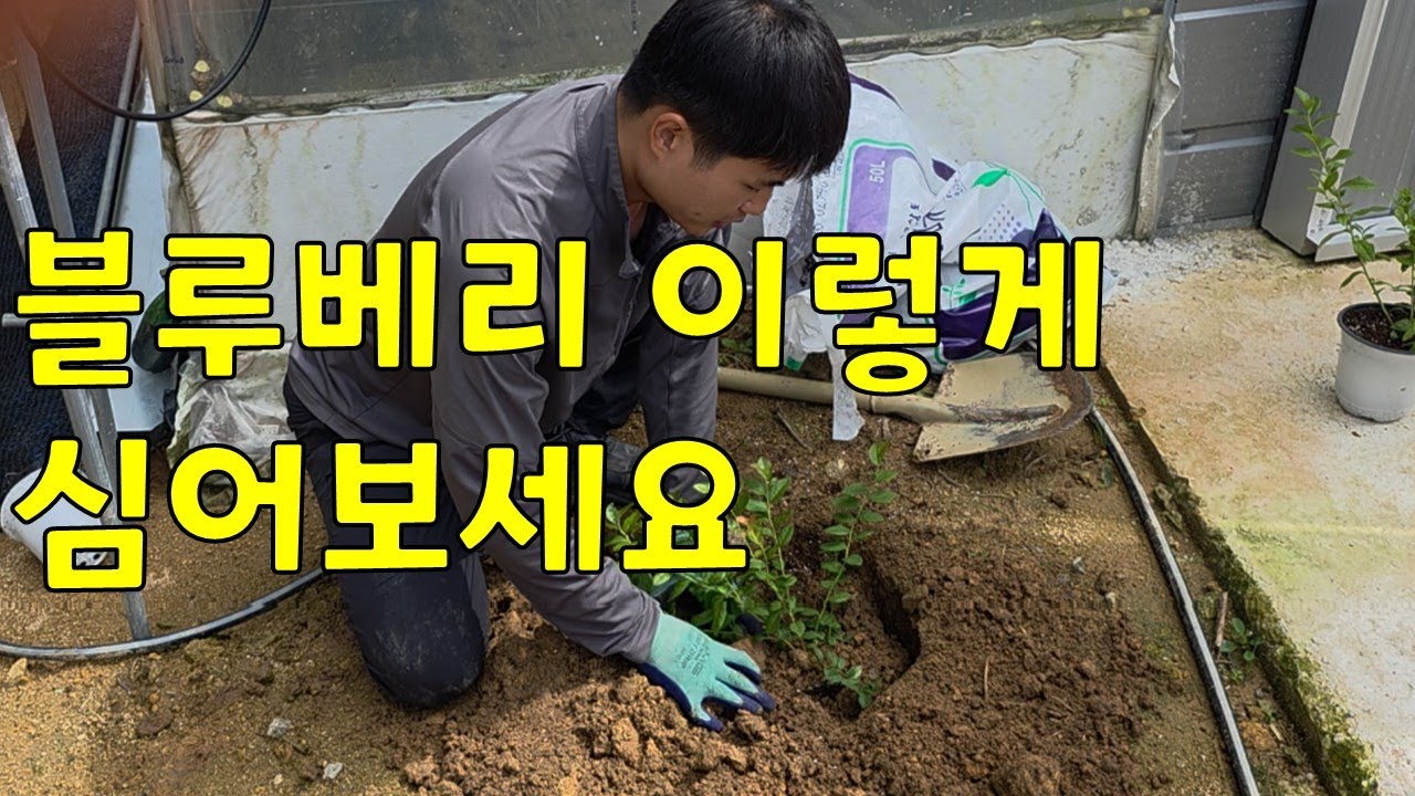 국산블루베리 심는방법 알려드립니다