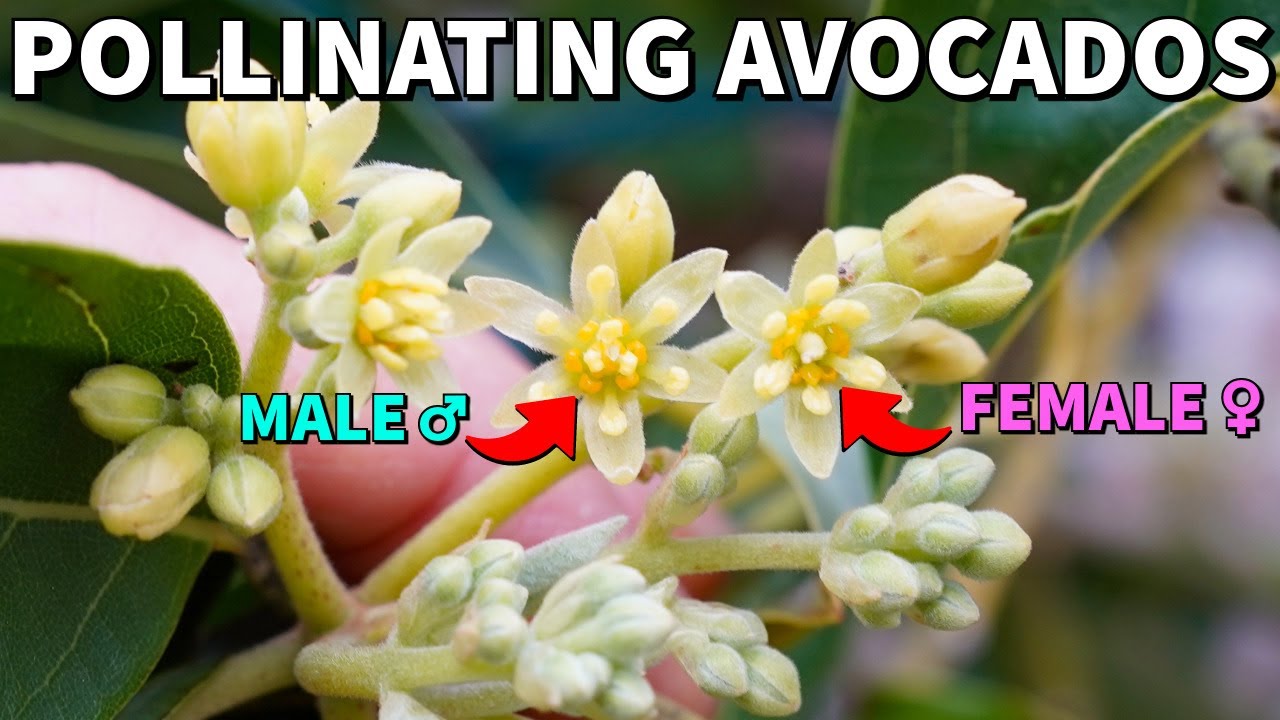 How To Hand Pollinate Avocados For Self Fertility