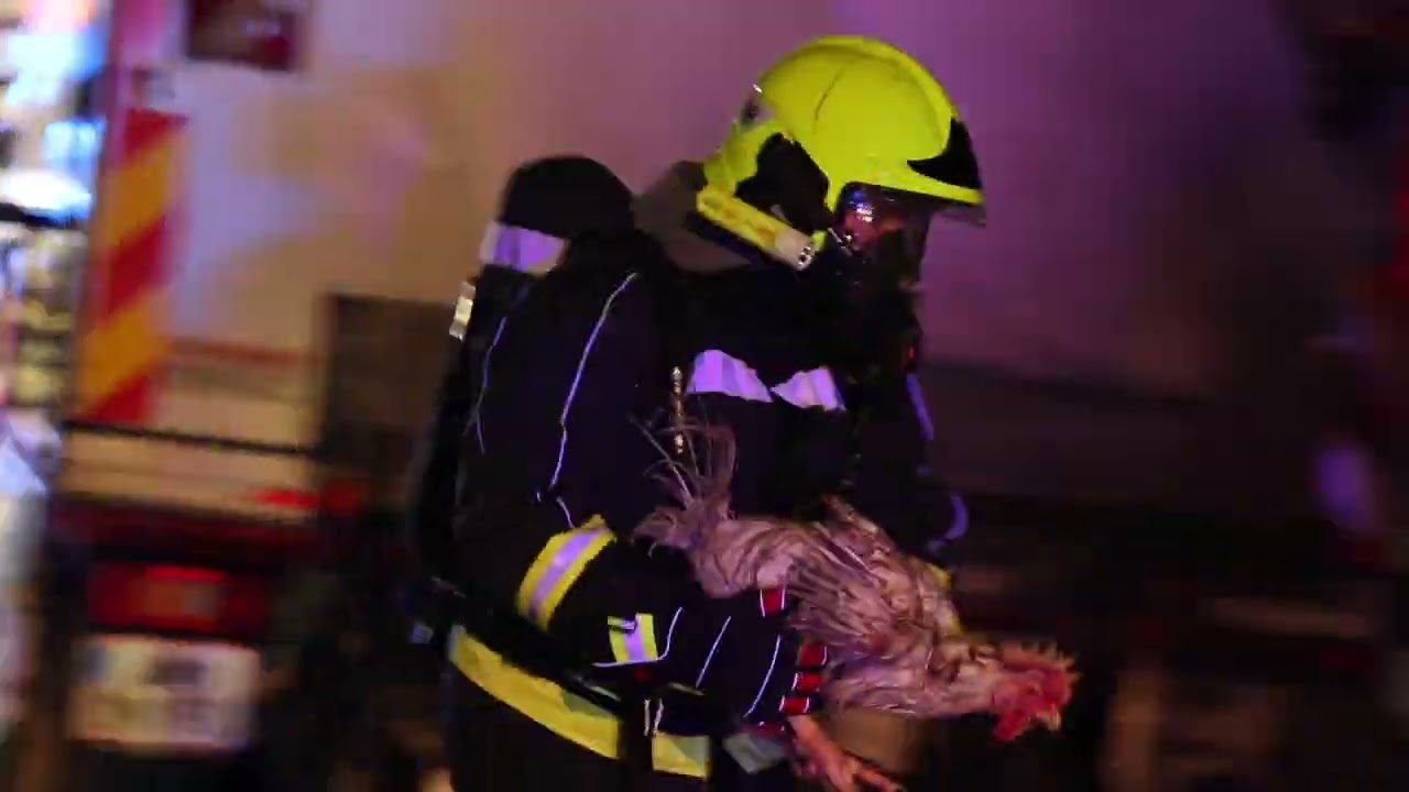 News-Clip: Tiertransporter auf A1 bei Ansfelden in Brand geraten